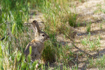 Desert Cottontail Rabbit standing in green grass