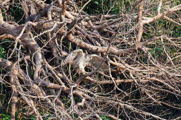 飛翔する美しいオオタカ（タカ科）
英名学名：Northern Goshawk (Accipiter gentilis, family comprsing hawks) 
東京都大田区東京港野鳥公園-2025年
