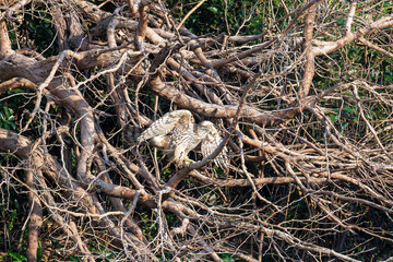 飛翔する美しいオオタカ（タカ科）
英名学名：Northern Goshawk (Accipiter gentilis, family comprsing hawks) 
東京都大田区東京港野鳥公園-2025年
