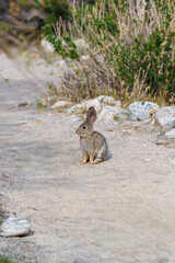 Young Desert Cottontail Rabbit sitting on the ground