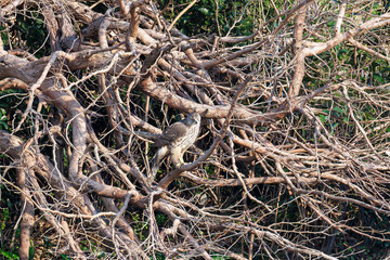 飛翔する美しいオオタカ（タカ科）
英名学名：Northern Goshawk (Accipiter gentilis, family comprsing hawks) 
東京都大田区東京港野鳥公園-2025年
