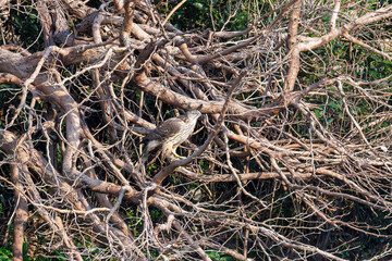 飛翔する美しいオオタカ（タカ科）
英名学名：Northern Goshawk (Accipiter gentilis, family comprsing hawks) 
東京都大田区東京港野鳥公園-2025年

