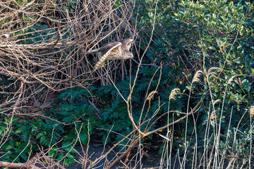 飛翔する美しいオオタカ（タカ科）
英名学名：Northern Goshawk (Accipiter gentilis, family comprsing hawks) 
ハシブトガラス（カラス科）と戦っている。
英名学名：Jungle Crow, Corvus macrorhynchos (Crow family)
東京都大田区東京港野鳥公園-2025年

