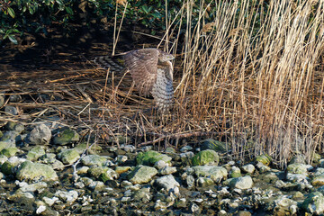 飛翔する美しいオオタカ（タカ科）
英名学名：Northern Goshawk (Accipiter gentilis, family comprsing hawks) 
ハシブトガラス（カラス科）と戦っている。
英名学名：Jungle Crow, Corvus macrorhynchos (Crow family)
東京都大田区東京港野鳥公園-2025年
