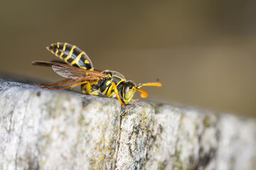 Close up of a paper wasp on an old wooden post