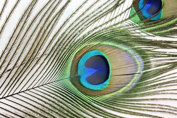 Obraz premium Close-Up of a Vibrant Peacock Feather Detailed Texture and Color