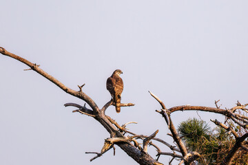 飛翔する美しいオオタカ（タカ科）
英名学名：Northern Goshawk (Accipiter gentilis, family comprsing hawks) 
ハシブトガラス（カラス科）と戦っている。
英名学名：Jungle Crow, Corvus macrorhynchos (Crow family)
東京都大田区東京港野鳥公園-2025年
