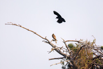 飛翔する美しいオオタカ（タカ科）
英名学名：Northern Goshawk (Accipiter gentilis, family comprsing hawks) 
ハシブトガラス（カラス科）と戦っている。
英名学名：Jungle Crow, Corvus macrorhynchos (Crow family)
東京都大田区東京港野鳥公園-2025年
