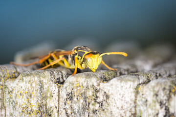 Close up of a paper wasp on an old wooden post
