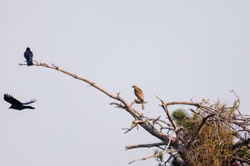 飛翔する美しいオオタカ（タカ科）
英名学名：Northern Goshawk (Accipiter...