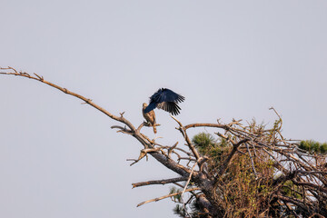 飛翔する美しいオオタカ（タカ科）
英名学名：Northern Goshawk (Accipiter gentilis, family comprsing hawks) 
ハシブトガラス（カラス科）と戦っている。
英名学名：Jungle Crow, Corvus macrorhynchos (Crow family)
東京都大田区東京港野鳥公園-2025年

