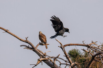 飛翔する美しいオオタカ（タカ科）
英名学名：Northern Goshawk (Accipiter gentilis, family comprsing hawks) 
ハシブトガラス（カラス科）と戦っている。
英名学名：Jungle Crow, Corvus macrorhynchos (Crow family)
東京都大田区東京港野鳥公園-2025年
