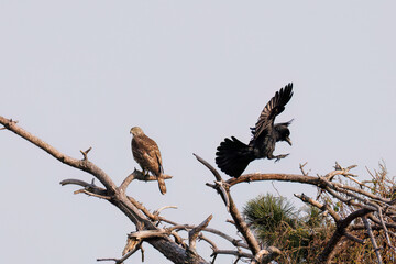 飛翔する美しいオオタカ（タカ科）
英名学名：Northern Goshawk (Accipiter...