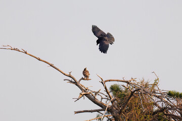 飛翔する美しいオオタカ（タカ科）
英名学名：Northern Goshawk (Accipiter gentilis, family comprsing hawks) 
ハシブトガラス（カラス科）と戦っている。
英名学名：Jungle Crow, Corvus macrorhynchos (Crow family)
東京都大田区東京港野鳥公園-2025年
