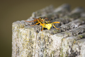 Close up of a paper wasp on an old wooden post