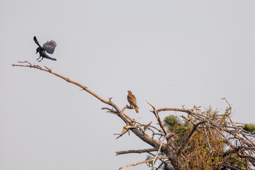 飛翔する美しいオオタカ（タカ科）
英名学名：Northern Goshawk (Accipiter gentilis, family comprsing hawks) 
ハシブトガラス（カラス科）と戦っている。
英名学名：Jungle Crow, Corvus macrorhynchos (Crow family)
東京都大田区東京港野鳥公園-2025年
