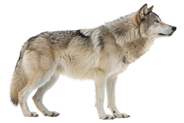Obraz premium Majestic Gray Wolf Isolated on White Background