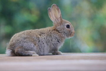 Bunny easter fluffy rabbit eating food, vegetables, carrots, baby corn on green garden nature flowers background on sunny day, Lovely mammal with bright eyes in nature life. Symbol of easter day.