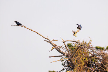 飛翔する美しいオオタカ（タカ科）
英名学名：Northern Goshawk (Accipiter...