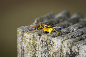Close up of a paper wasp on an old wooden post