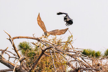 飛翔する美しいオオタカ（タカ科）
英名学名：Northern Goshawk (Accipiter gentilis, family comprsing hawks) 
ハシブトガラス（カラス科）と戦っている。
英名学名：Jungle Crow, Corvus macrorhynchos (Crow family)
東京都大田区東京港野鳥公園-2025年
