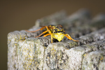 Close up of a paper wasp on an old wooden post