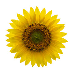 Fototapeta premium Isolated sunflower blossom on white