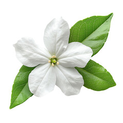 White flower blossom with green leaves botanical beauty  isolated on transparent  background