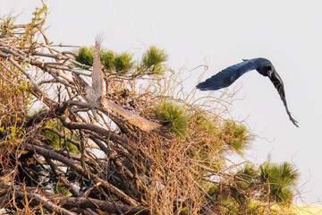 飛翔する美しいオオタカ（タカ科）
英名学名：Northern Goshawk (Accipiter...