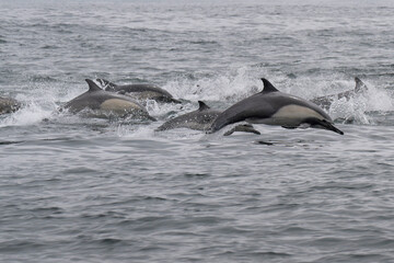 Fototapeta premium Pod of dolphins off the coast of Southern California