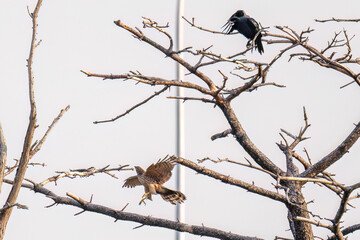 飛翔する美しいオオタカ（タカ科）
英名学名：Northern Goshawk (Accipiter gentilis, family comprsing hawks) 
ハシブトガラス（カラス科）と戦っている。
英名学名：Jungle Crow, Corvus macrorhynchos (Crow family)
東京都大田区東京港野鳥公園-2025年
