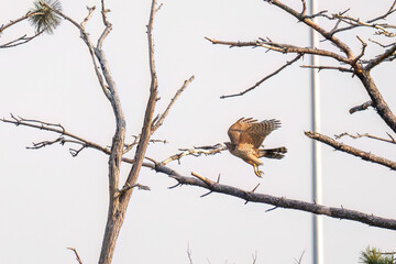 飛翔する美しいオオタカ（タカ科）
英名学名：Northern Goshawk (Accipiter...