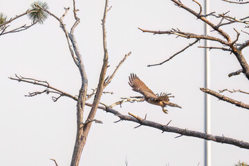 飛翔する美しいオオタカ（タカ科）
英名学名：Northern Goshawk (Accipiter gentilis, family comprsing hawks) 
ハシブトガラス（カラス科）と戦っている。
英名学名：Jungle Crow, Corvus macrorhynchos (Crow family)
東京都大田区東京港野鳥公園-2025年
