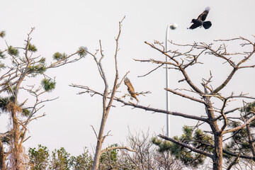 飛翔する美しいオオタカ（タカ科）
英名学名：Northern Goshawk (Accipiter gentilis, family comprsing hawks) 
ハシブトガラス（カラス科）と戦っている。
英名学名：Jungle Crow, Corvus macrorhynchos (Crow family)
東京都大田区東京港野鳥公園-2025年
