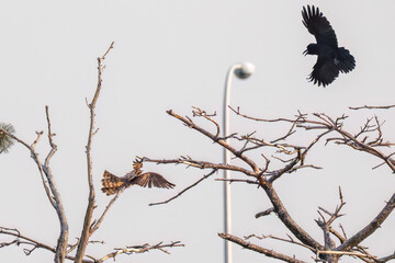 飛翔する美しいオオタカ（タカ科）
英名学名：Northern Goshawk (Accipiter gentilis, family comprsing hawks) 
ハシブトガラス（カラス科）と戦っている。
英名学名：Jungle Crow, Corvus macrorhynchos (Crow family)
東京都大田区東京港野鳥公園-2025年
