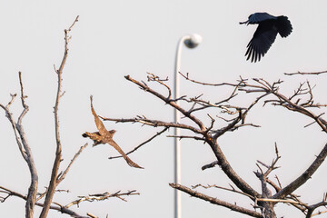 飛翔する美しいオオタカ（タカ科）
英名学名：Northern Goshawk (Accipiter gentilis, family comprsing hawks) 
ハシブトガラス（カラス科）と戦っている。
英名学名：Jungle Crow, Corvus macrorhynchos (Crow family)
東京都大田区東京港野鳥公園-2025年

