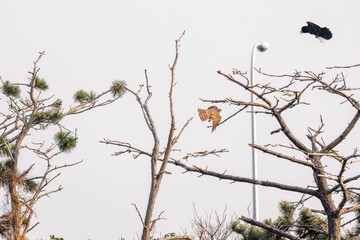 飛翔する美しいオオタカ（タカ科）
英名学名：Northern Goshawk (Accipiter gentilis, family comprsing hawks) 
ハシブトガラス（カラス科）と戦っている。
英名学名：Jungle Crow, Corvus macrorhynchos (Crow family)
東京都大田区東京港野鳥公園-2025年
