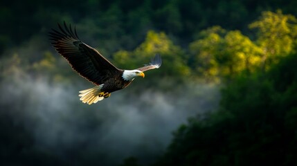 american bald eagle