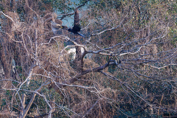 飛翔する美しいオオタカ（タカ科）
英名学名：Northern Goshawk (Accipiter gentilis, family comprsing hawks) 
ハシブトガラス（カラス科）と戦っている。
英名学名：Jungle Crow, Corvus macrorhynchos (Crow family)
東京都大田区東京港野鳥公園-2025年
