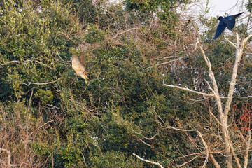 飛翔する美しいオオタカ（タカ科）
英名学名：Northern Goshawk (Accipiter gentilis, family comprsing hawks) 
ハシブトガラス（カラス科）と戦っている。
英名学名：Jungle Crow, Corvus macrorhynchos (Crow family)
東京都大田区東京港野鳥公園-2025年
