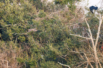 飛翔する美しいオオタカ（タカ科）
英名学名：Northern Goshawk (Accipiter gentilis, family comprsing hawks) 
ハシブトガラス（カラス科）と戦っている。
英名学名：Jungle Crow, Corvus macrorhynchos (Crow family)
東京都大田区東京港野鳥公園-2025年
