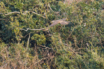 飛翔する美しいオオタカ（タカ科）
英名学名：Northern Goshawk (Accipiter gentilis, family comprsing hawks) 
ハシブトガラス（カラス科）と戦っている。
英名学名：Jungle Crow, Corvus macrorhynchos (Crow family)
東京都大田区東京港野鳥公園-2025年

