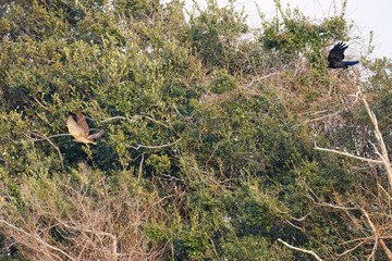 飛翔する美しいオオタカ（タカ科）
英名学名：Northern Goshawk (Accipiter gentilis, family comprsing hawks) 
ハシブトガラス（カラス科）と戦っている。
英名学名：Jungle Crow, Corvus macrorhynchos (Crow family)
東京都大田区東京港野鳥公園-2025年
