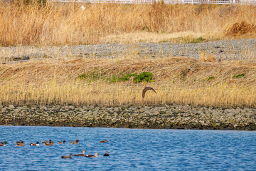 飛翔する美しいオオタカ（タカ科）
英名学名：Northern Goshawk (Accipiter gentilis, family comprsing hawks) 
飛翔するカモ科の群れ。
A flock of ducks in flight.
東京都大田区東京港野鳥公園-2025年
