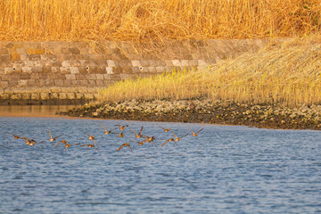 飛翔する美しいオオタカ（タカ科）
英名学名：Northern Goshawk (Accipiter gentilis, family comprsing hawks) 
飛翔するカモ科の群れ。
A flock of ducks in flight.
東京都大田区東京港野鳥公園-2025年

