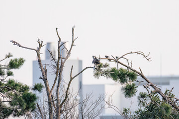 魚を捕らえ掴んだまま飛翔する美しいミサゴ（タカ科）
英名学名：osprey (Pandion haliaetus)
ボラを捕まえた。
Caught a Flathead Gray Mullet (Mugil cephalus).
東京都大田区東京港野鳥公園-2025年
