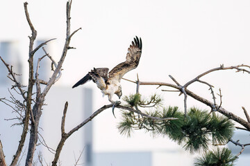 魚を捕らえ掴んだまま飛翔する美しいミサゴ（タカ科）
英名学名：osprey (Pandion haliaetus)
ボラを捕まえた。
Caught a Flathead Gray Mullet (Mugil cephalus).
東京都大田区東京港野鳥公園-2025年
