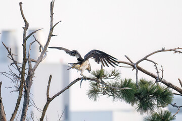魚を捕らえ掴んだまま飛翔する美しいミサゴ（タカ科）
英名学名：osprey (Pandion haliaetus)
ボラを捕まえた。
Caught a Flathead Gray Mullet (Mugil cephalus).
東京都大田区東京港野鳥公園-2025年

