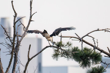 魚を捕らえ掴んだまま飛翔する美しいミサゴ（タカ科）
英名学名：osprey (Pandion haliaetus)
ボラを捕まえた。
Caught a Flathead Gray Mullet (Mugil cephalus).
東京都大田区東京港野鳥公園-2025年
