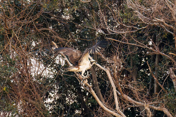 魚を捕らえ掴んだまま飛翔する美しいミサゴ（タカ科）
英名学名：osprey (Pandion haliaetus)
ボラを捕まえた。
Caught a Flathead Gray Mullet (Mugil cephalus).
東京都大田区東京港野鳥公園-2025年
